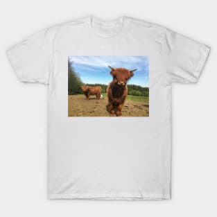 Scottish Highland Cattle Calf 2000 T-Shirt